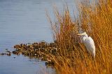 Egret On The Shore_29115